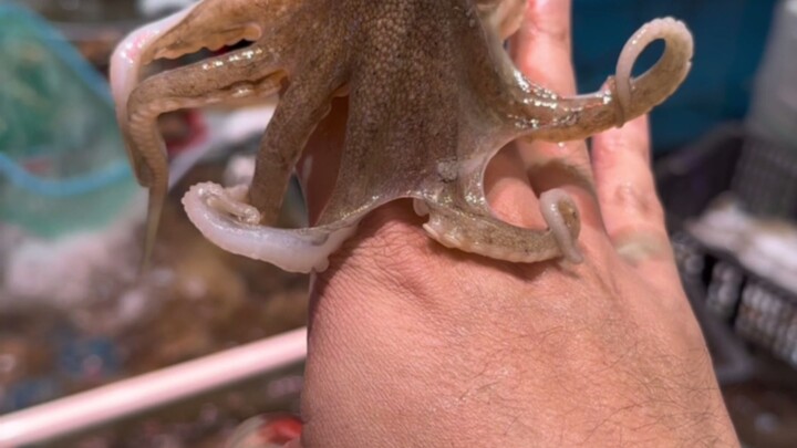 The versatile mantis shrimp accidentally poked its mouth.