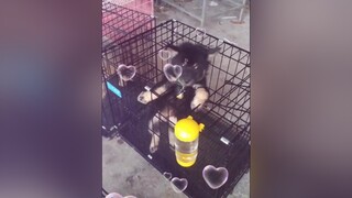 Ham ăn quá đi yeucho yeuchomeo cún cúncon chó chómèo chócon chó_cưng chókhôn yeuchomeo cưng chócute pet dog dogsoftiktok doggo