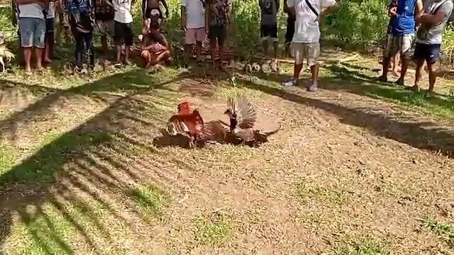 Pumapalo habang umaatras