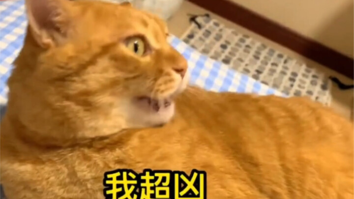 Saat sang bibi yang berbadan mungil pertama kali mengelus kucing… seberapa nikmatnya itu?