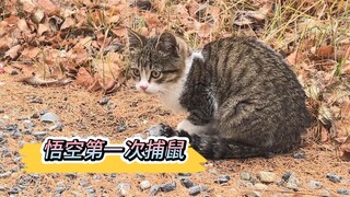 悟空第一次捉鼠鼠，老父亲一脸欣慰