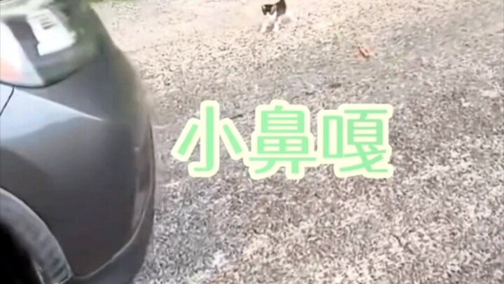 原来猫猫用会用三十六计之美猫计