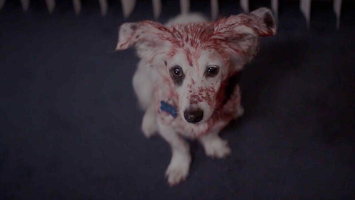 This breed of dog is untouchable—Tibetan mastiffs are just its little brothers! It’s fiercely protec