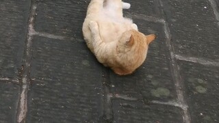 谁还不知道四川大学有一只会卷腹的喵咪