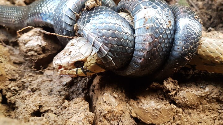 Brazilian guy uses a pet anaconda to get rid of a fer-de-lance snake that invaded his home