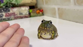 【Horned Frog】Cute little one who comes to you