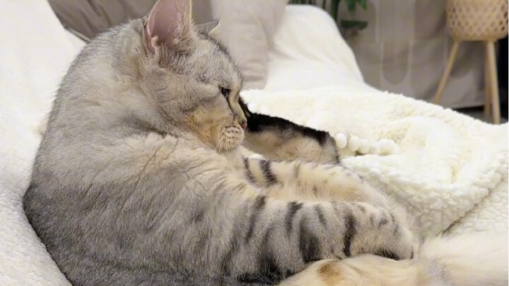 Sayang, telurnya sudah habis digigit semua, masih mencari apa lagi…?