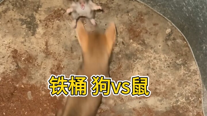 จับหนูแล้ว