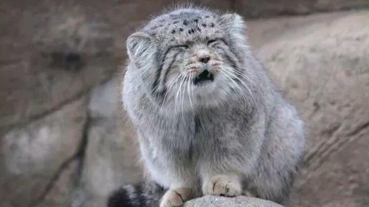 How Cute and Fierce Are These Bunny-Like Pallas's Cats Who Love Playing Games?