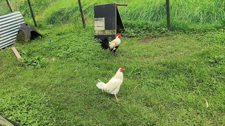 super white vs el gamma