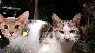 Meow meow meow