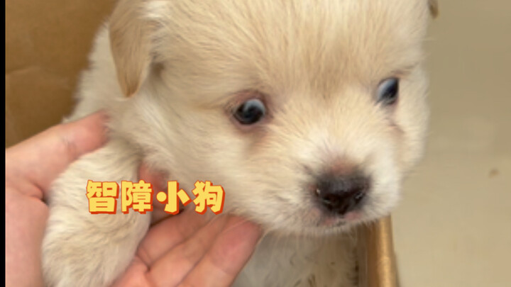 Sao tôi lại có thể chê một chú cún ngốc nghếch được chứ? Nó đâu cần thi đại học. Tên mạng đặt luôn l