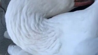 大鹅去挑衅鸡，没想到被反薅了一顿...太丢鹅了！