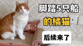 还记得那只脚踏五只船的橘猫吗？后续了来了