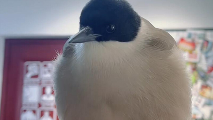 ตัวที่หล่นมาจากโรงเรียน เลี้ยงมาสามปี กลายเป็นสิ่งมีชีวิตทรงปัญญาแล้ว!