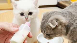 An incident occurred when a kitten was given milk in a baby bottle
