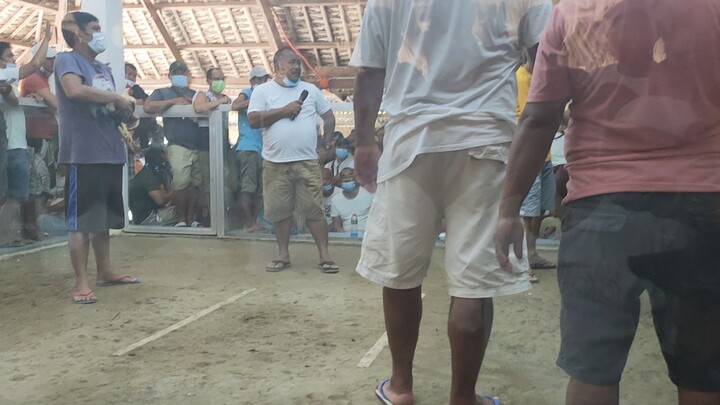 3 cock  @ Pantao Gladiators Cockpit #champion