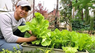 Thu Hoạch Rau Củ Cuối Mùa | Út Đạt | Cuộc Sống Nhật | # 312