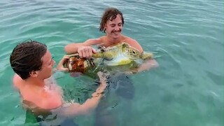 พบเต่าทะเลตัวหนึ่งถูกสิ่งแปลกปลอมพันอยู่ สองหนุ่มไม่รอช้ารีบกระโดดลงไปทันที