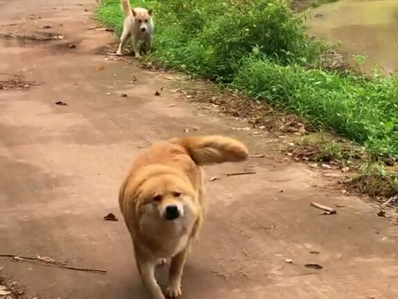 في كل مرة أعود فيها إلى المنزل، يستقبلني فريق الحراسة الخاص بي بابتسامة.