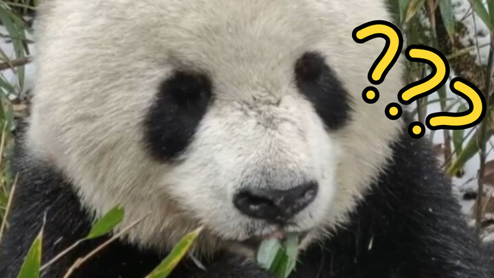 Menemui Panda Liar Makan Rebung