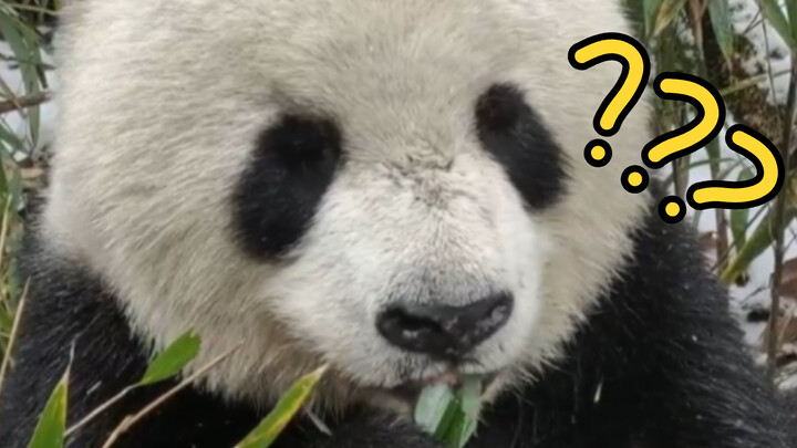 Spotted a Wild Panda Eating Bamboo Shoots