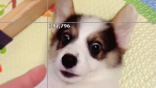 别吓狗狗不经吓！