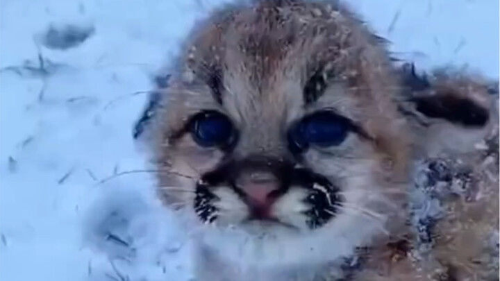 พี่สาวเจ้าหน้าที่พิทักษ์ป่าจากต่างประเทศช่วยชีวิตลูกต้นพลับที่กำลังจะสิ้นใจกลางหิมะ ด้วยการดูแลอย่าง