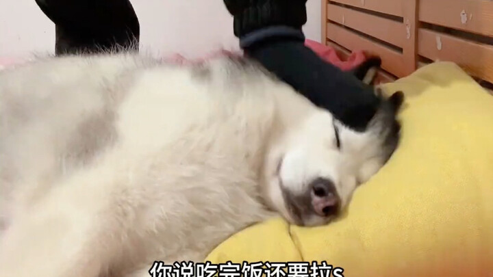 When I Can’t Sleep and My Dog Is Right There