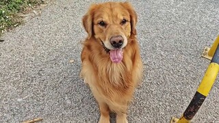 Golden Retriever: Tidak ada orang jahat, dan tidak ada anjing yang baik!