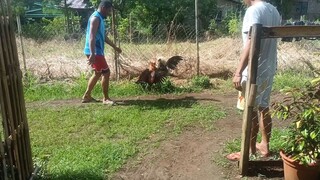 buntalo