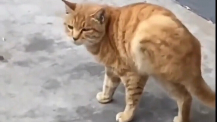 รวมคลิปฮากิมีปลดล็อกโค้ดระดับล่าง