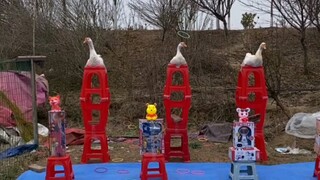 Was this goose professionally trained? It's so smart!