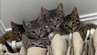 A litter of kittens