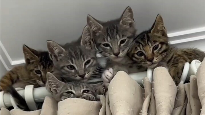 一窝小燕猫
