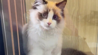 是不是玻璃擦的太亮了？