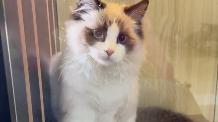 Is the glass polished too shiny?