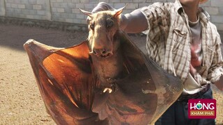 10 loài Dơi kì lạ và Đáng Sợ nhất thế giới không tin đang tồn tại| Hóng Khám Phá