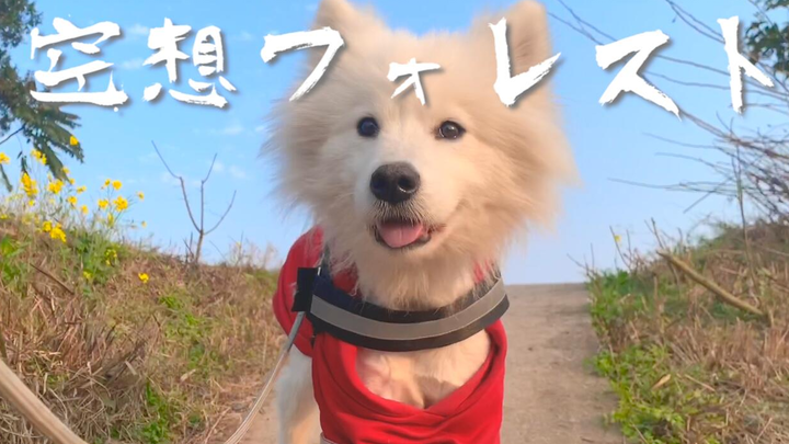 How beautiful the Sichuan countryside is—let’s capture a short clip of Dabai in the sunset for you t