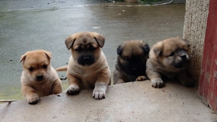 Kedatangan 5 Anak Anjing Membuat Keluarga Biasa Semakin Terpuruk