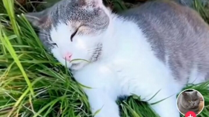 مقاطع فيديو أجنبية حازت على تقييمات عالية تُظهر ردود أفعال القطط عند شعورها بالخوف والذعر