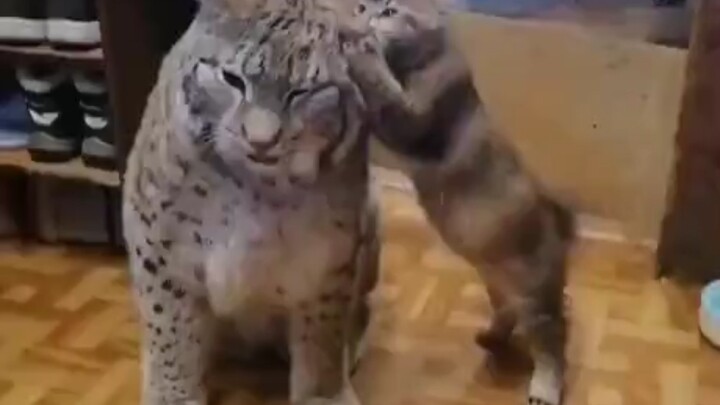 When Uncle Lynx Comes to Visit