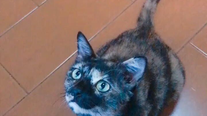 บานาน่า