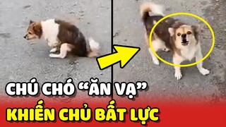 Bất lực với chú chó có nết ĂN VẠ không ai làm lại 😂 | Yêu Lu