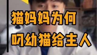 猫妈妈为什么选择把猫崽叼给主人