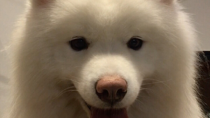 Samoyed chảy dãi cũng đáng yêu thế này!
