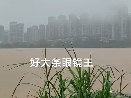 งูเห่าขี่ท่อนไม้ลอยตามกระแสน้ำ