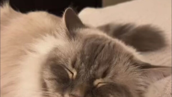 “Mọi người bảo nuôi mèo giúp giảm căng thẳng, nhưng sao huyết áp của tôi ngày càng cao vậy?”