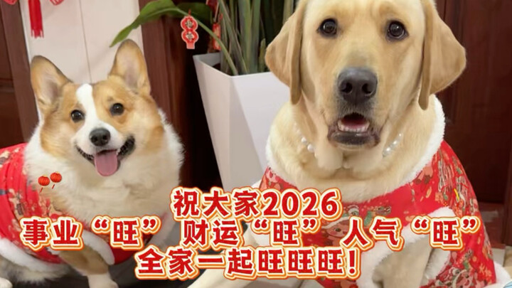 Tiểu Cửu chúc Tết mọi người, chúc năm 2026 mọi thứ đều thịnh vượng!