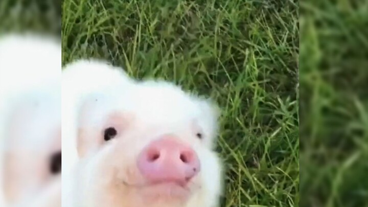 These little pork belly are quite cute!